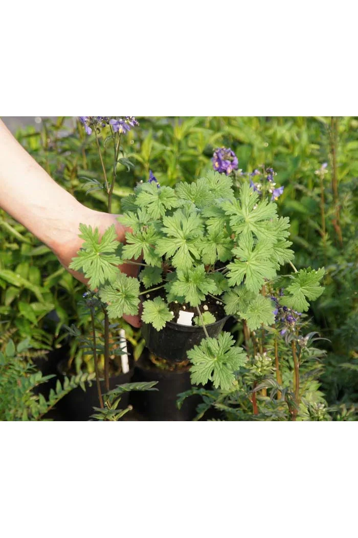 Bodziszek czerwony 'Frivolius Pink' | Geranium sanguineum
