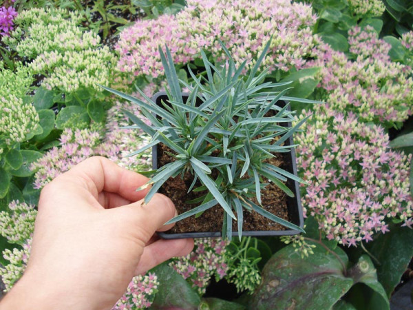 Goździk 'Paddock Violet'| Dianthus