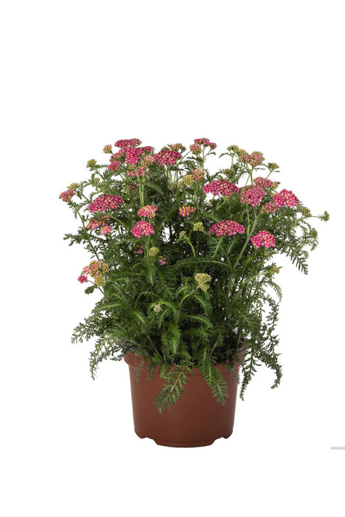 Krwawnik ogrodowy 'Skysail Bright Pink' | Achillea millefolia