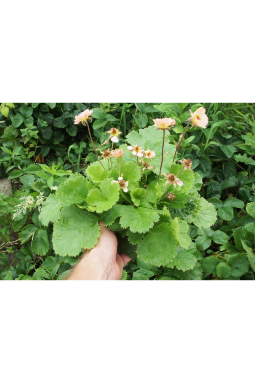 Kuklik 'Nonna' | Geum