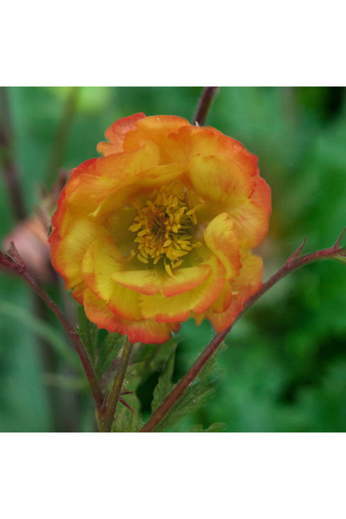 Kuklik 'Nonna' | Geum