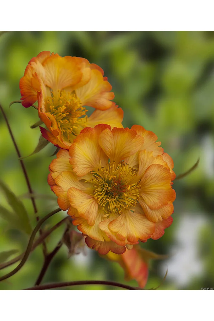 Kuklik 'Nonna' | Geum