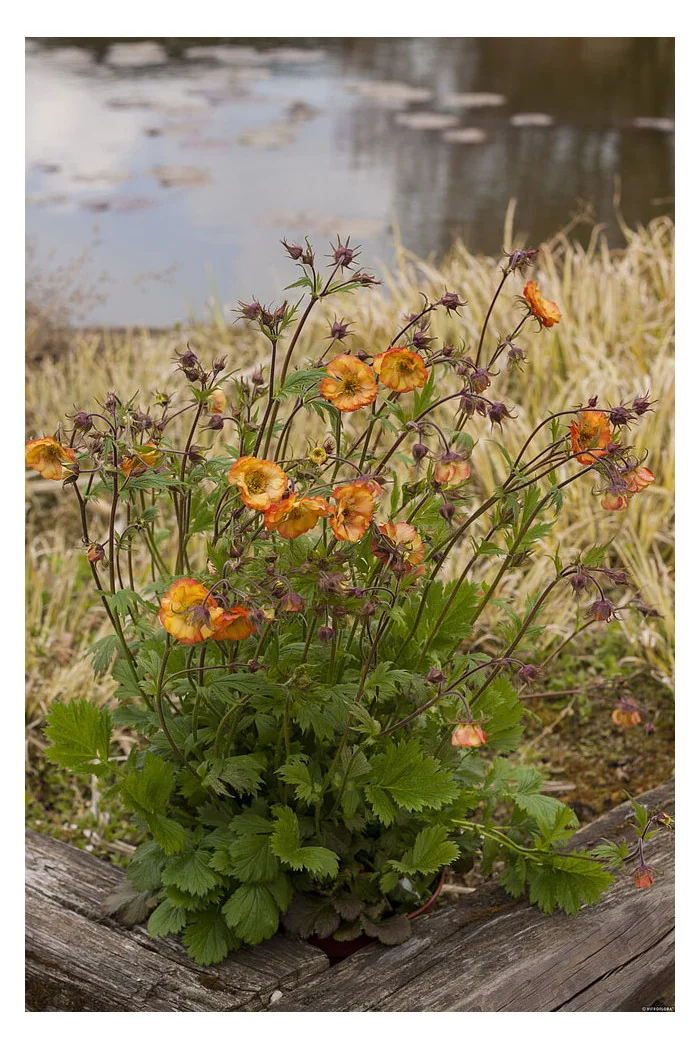 Kuklik 'Nonna' | Geum