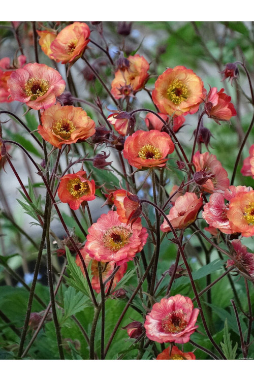 Kuklik 'Nonna' | Geum