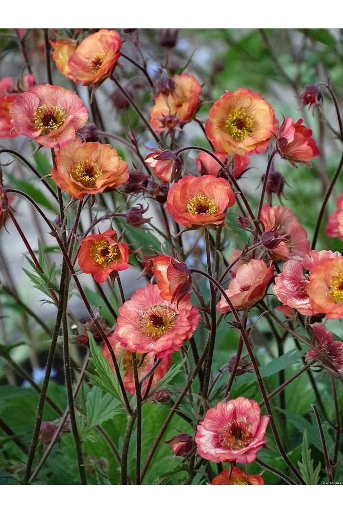 Kuklik 'Nonna' | Geum