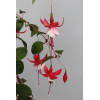 Fuksja 'Madame Cornellissen' | Fuchsia hybrida