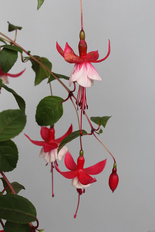 Fuksja 'Madame Cornellissen' | Fuchsia hybrida