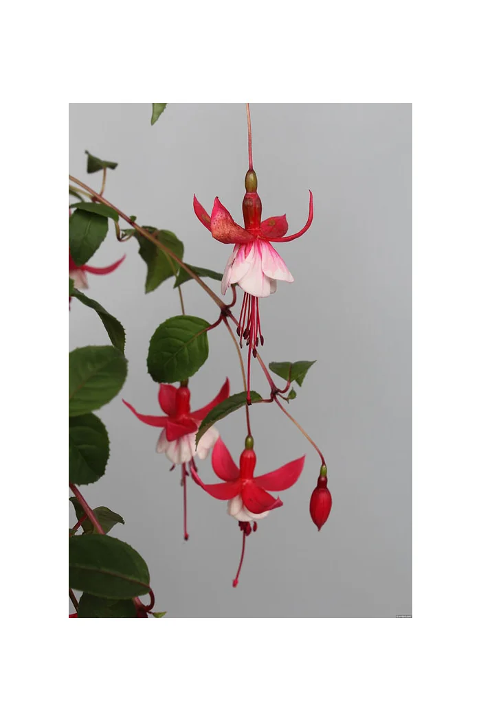 Fuksja 'Madame Cornellissen' | Fuchsia hybrida