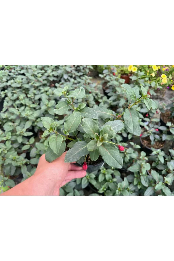 Fuksja 'Madame Cornellissen' | Fuchsia hybrida