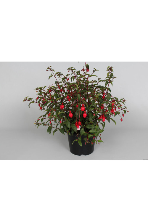 Fuksja 'Madame Cornellissen' | Fuchsia hybrida