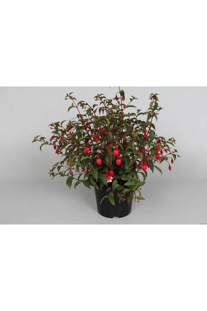 Fuksja 'Madame Cornellissen' | Fuchsia hybrida