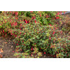 Fuksja 'Madame Cornellissen' | Fuchsia hybrida