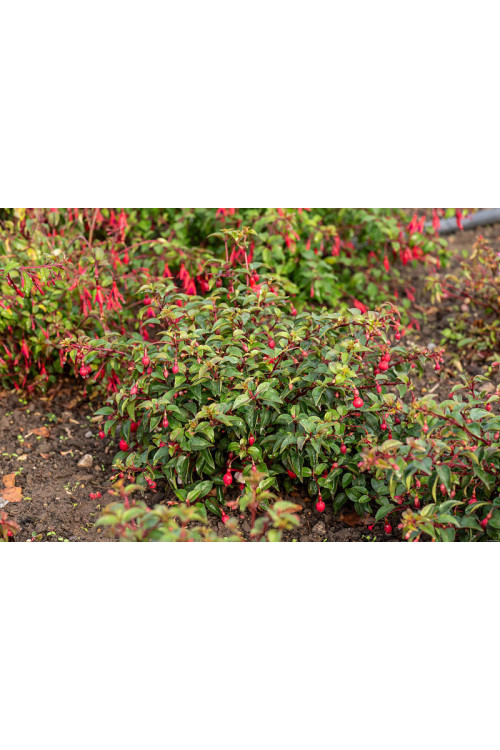 Fuksja 'Madame Cornellissen' | Fuchsia hybrida