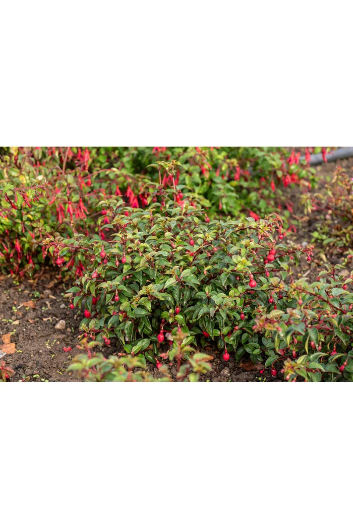 Fuksja 'Madame Cornellissen' | Fuchsia hybrida