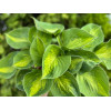 Funkia 'Sunset Grooves' | Hosta