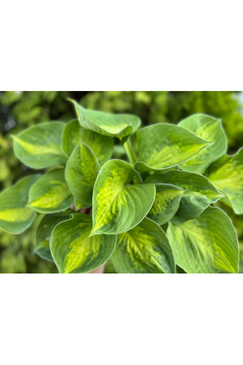 Funkia 'Sunset Grooves' | Hosta