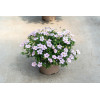 Bodziszek czerwony 'Frivolius Pink' | Geranium sanguineum