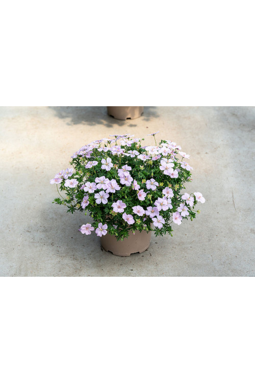 Bodziszek czerwony 'Frivolius Pink' | Geranium sanguineum