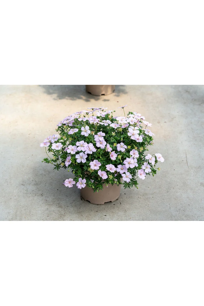 Bodziszek czerwony 'Frivolius Pink' | Geranium sanguineum
