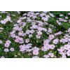 Bodziszek czerwony 'Frivolius Pink' | Geranium sanguineum