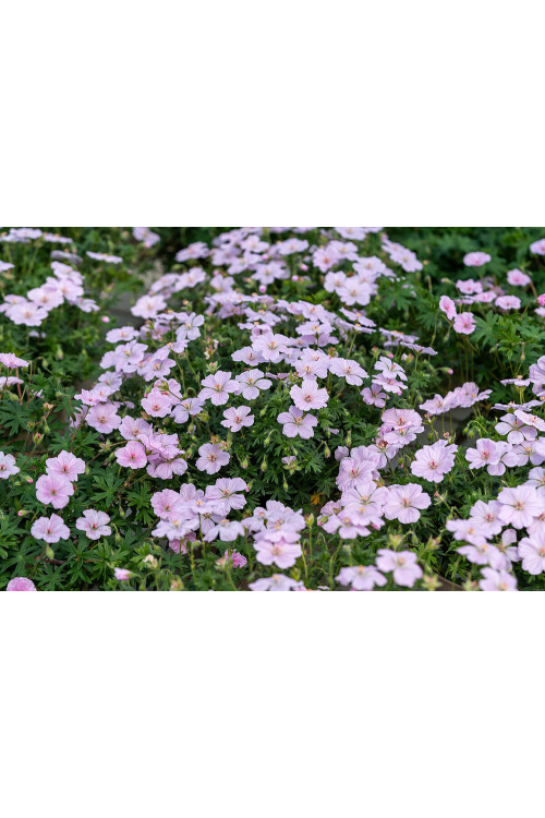 Bodziszek czerwony 'Frivolius Pink' | Geranium sanguineum