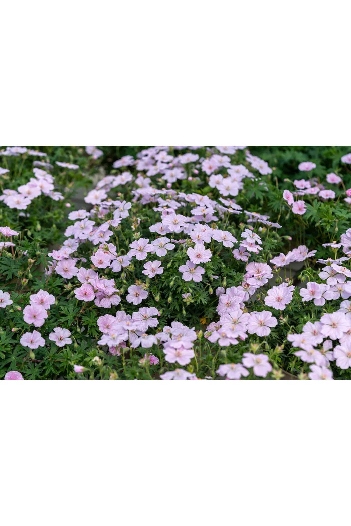 Bodziszek czerwony 'Frivolius Pink' | Geranium sanguineum