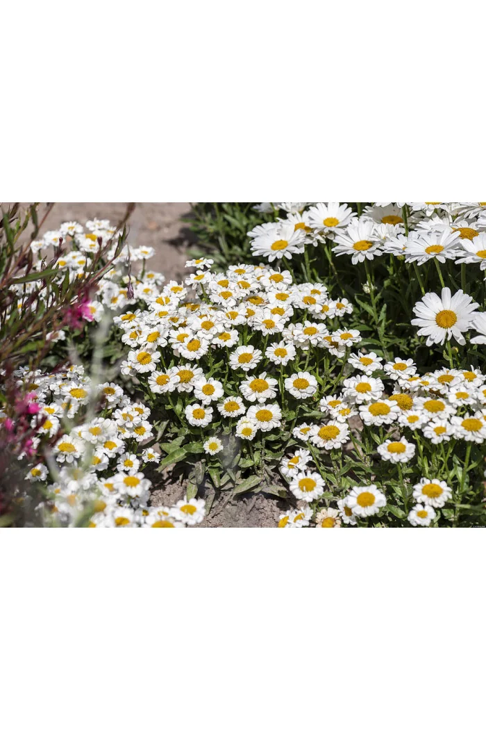 Złocień 'Sweet Daisy Shelly' | Leucanthemum x superbum