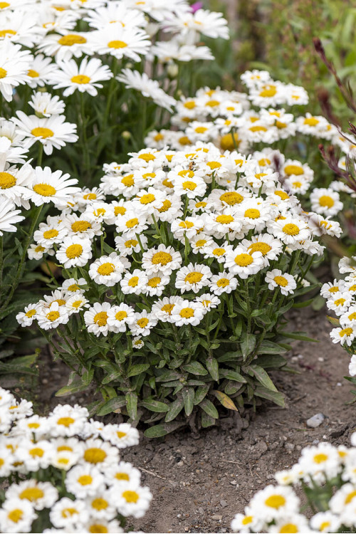 Złocień 'Sweet Daisy Shelly' | Leucanthemum x superbum