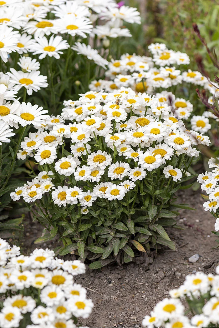 Złocień 'Sweet Daisy Shelly' | Leucanthemum x superbum