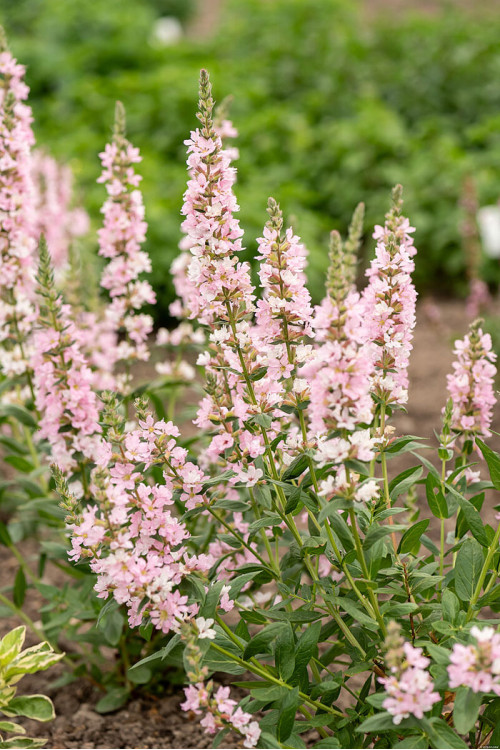 Krwawnica pospolita 'Blush' | Lythrum salicaria