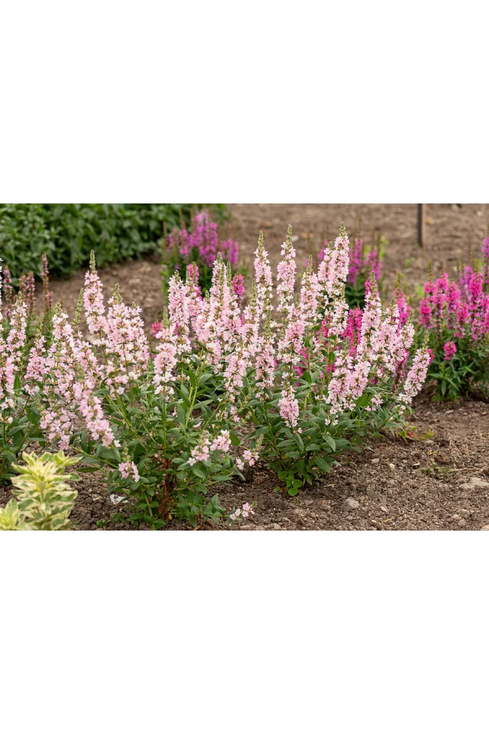 Krwawnica pospolita 'Blush' | Lythrum salicaria
