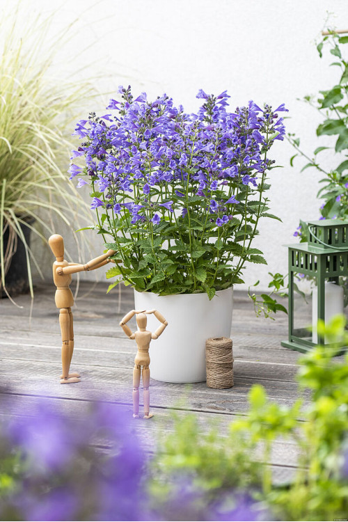 Kocimiętka 'Blue Planet' | Nepeta hybrida