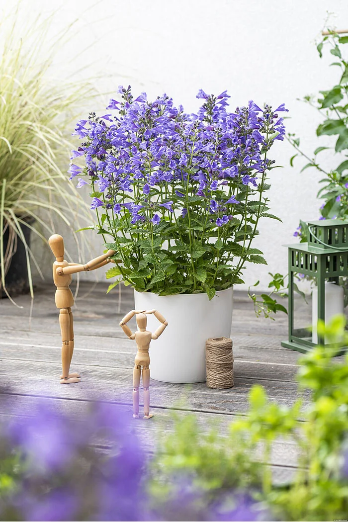 Kocimiętka 'Blue Planet' | Nepeta hybrida