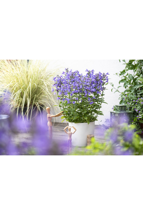 Kocimiętka 'Blue Planet' | Nepeta hybrida