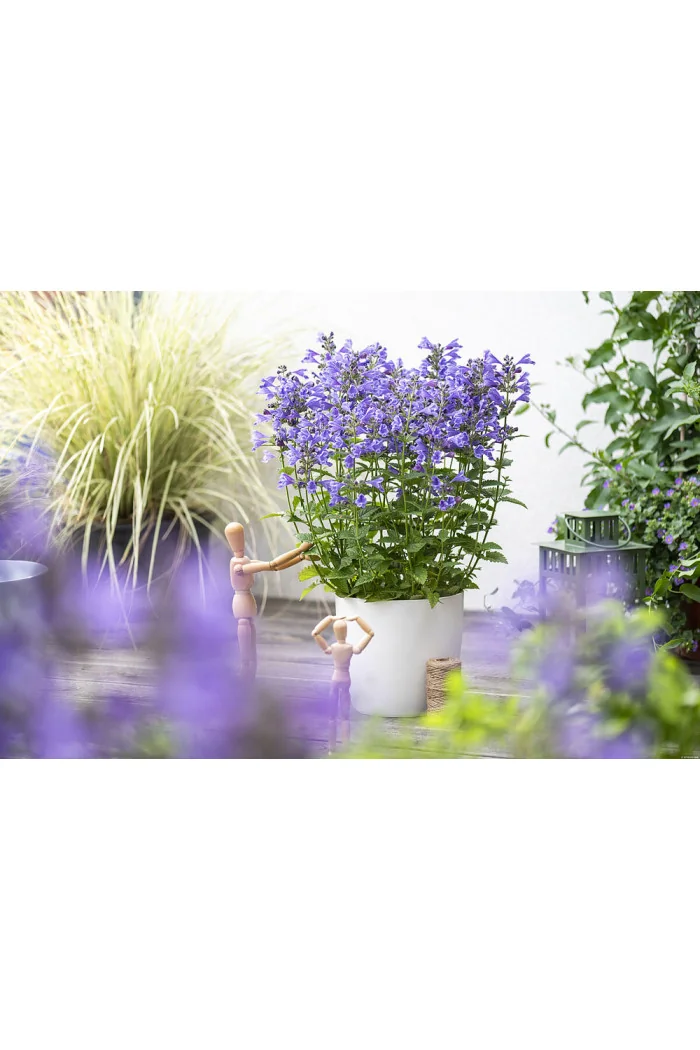 Kocimiętka 'Blue Planet' | Nepeta hybrida