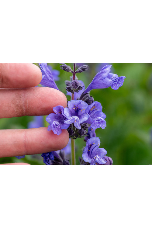 Kocimiętka 'Blue Planet' | Nepeta hybrida