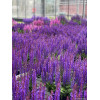 Szałwia 'Rianne Purple' | Salvia nemorosa