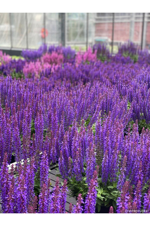 Szałwia 'Rianne Purple' | Salvia nemorosa