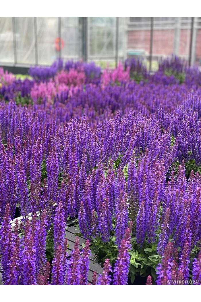 Szałwia 'Rianne Purple' | Salvia nemorosa