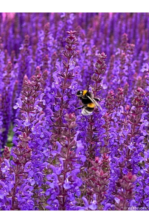 Szałwia 'Rianne Purple' | Salvia nemorosa