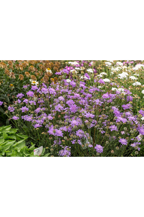 Driakiew gołębia 'Flutter™ Deep Blue' | Scabiosa columbaria