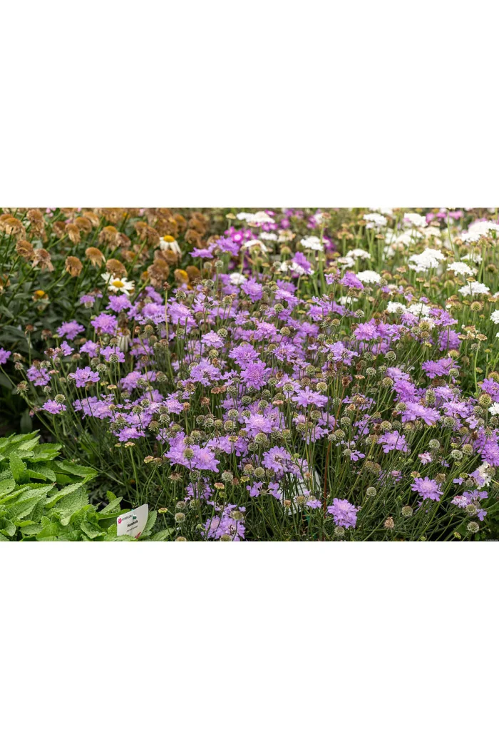 Driakiew gołębia 'Flutter™ Deep Blue' | Scabiosa columbaria