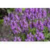 Czyściec lekarski ‘Ukkie’ | Stachys officinalis