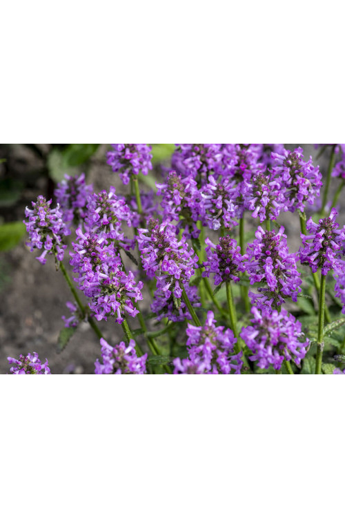 Czyściec lekarski ‘Ukkie’ | Stachys officinalis