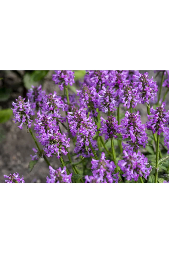 Czyściec lekarski ‘Ukkie’ | Stachys officinalis