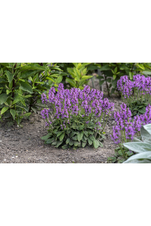 Czyściec lekarski ‘Ukkie’ | Stachys officinalis