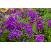 Werbena kanadyjska 'Homestead Purple' | Verbena canadiensis