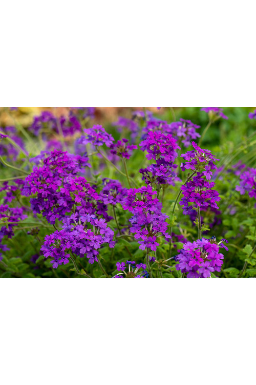 Werbena kanadyjska 'Homestead Purple' | Verbena canadiensis