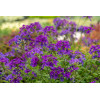Werbena kanadyjska 'Homestead Purple' | Verbena canadiensis