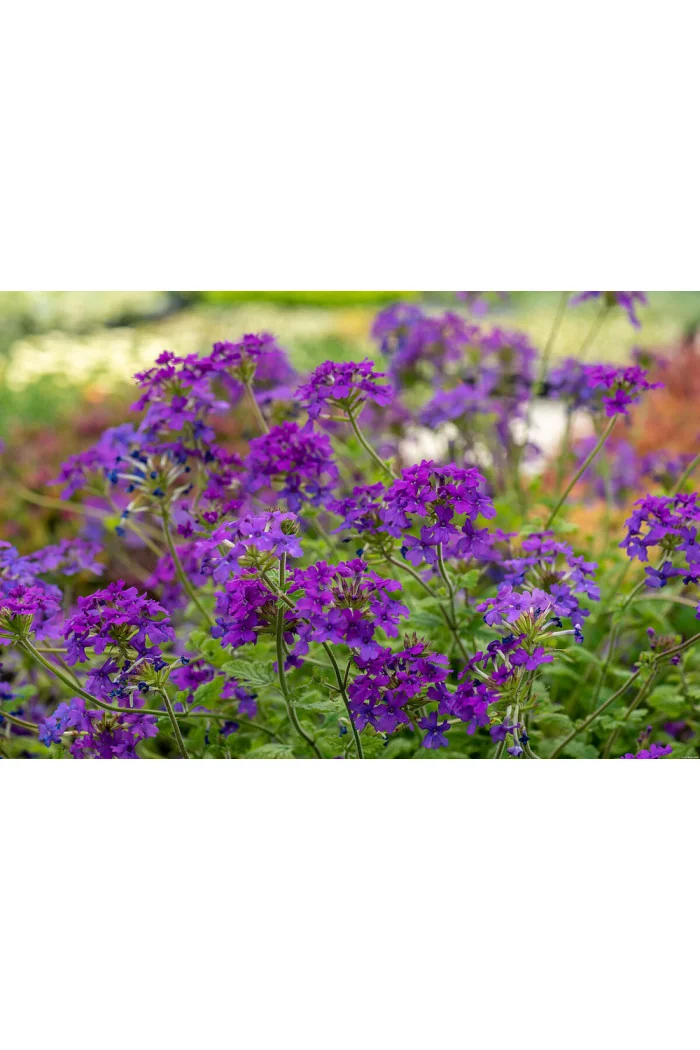 Werbena kanadyjska 'Homestead Purple' | Verbena canadiensis